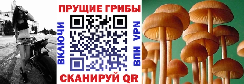 Галлюциногенные грибы Psilocybine cubensis  закладки  Евпатория 